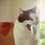 Yawn!