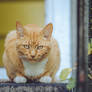 C-C-C-Cat