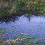 Bonnefont marshes - pond