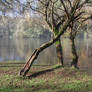 Mist on the Dordogne river 17