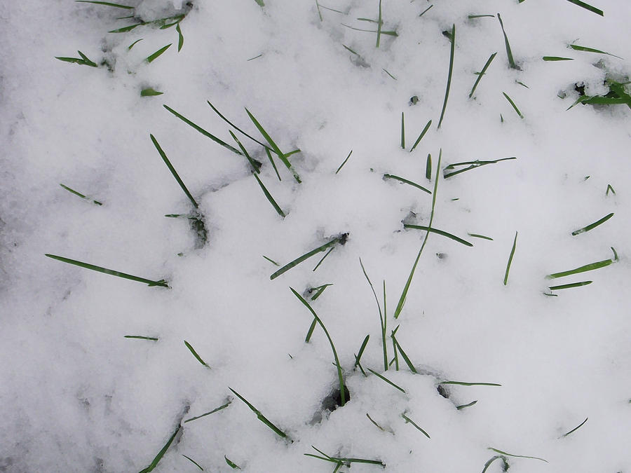 Snow texture 008