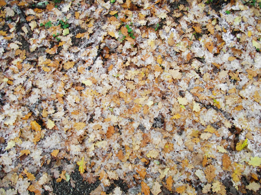 Snow and leaves texture 001