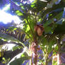 Bananas tree