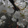 Plumtrees bloom 06