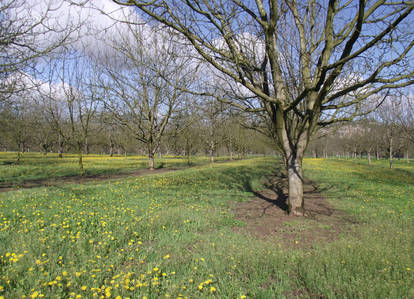 Spring - walnut trees 01