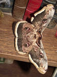 Emperor Moth 2