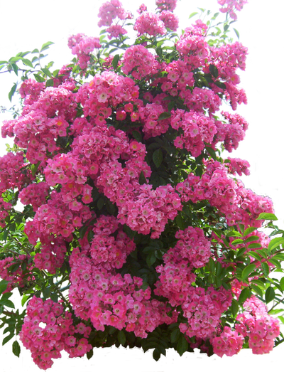 Flowered garden png 04