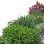 Flowered garden png 05