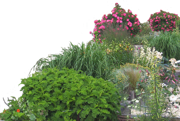 Flowered garden png 05 by HermitCrabStock