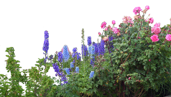 Flowered garden png 06