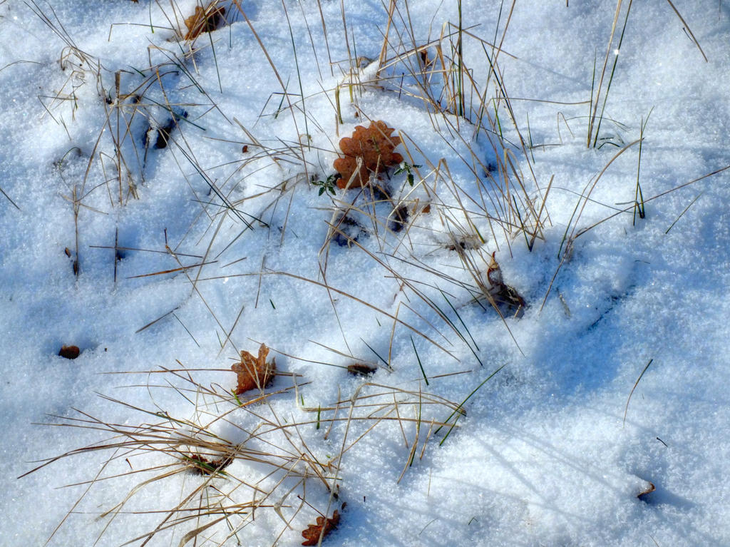 Snow texture 11