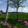 The Aubrac Mounts 09 - Flowered field