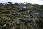 Seaside rocks texture - 165
