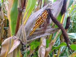 October 2013 - Corn Cob