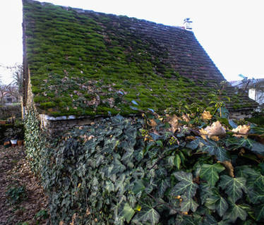 Old mossy roof and ivy