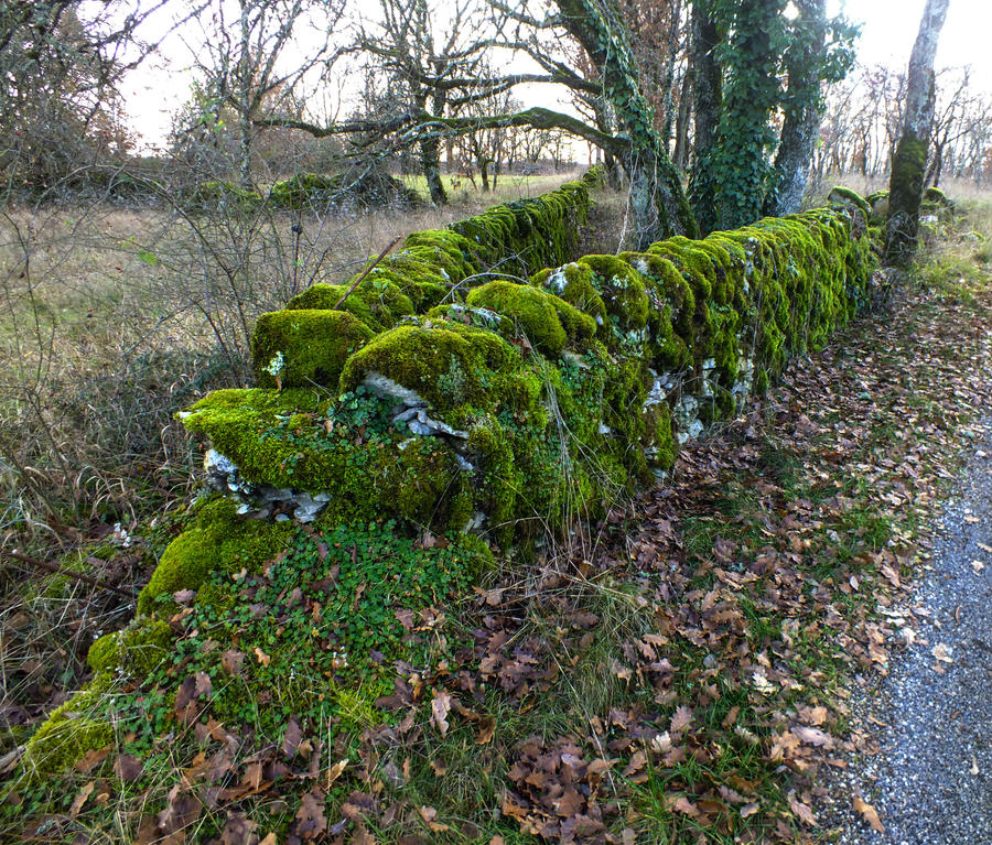 January 2014 - Mossy wall 07