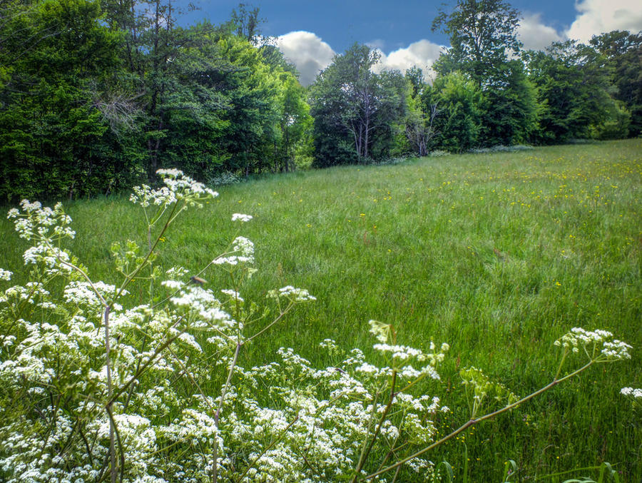 May 12 - Spring Field and White Flowers