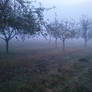 Fog effect Appeltrees Field - 03