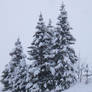 Avoriaz 014 - Snowy firs