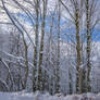 Avoriaz 030 - Snowy forest