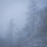 Chamonix Mt Blanc 066 - Snowy forest in the fog
