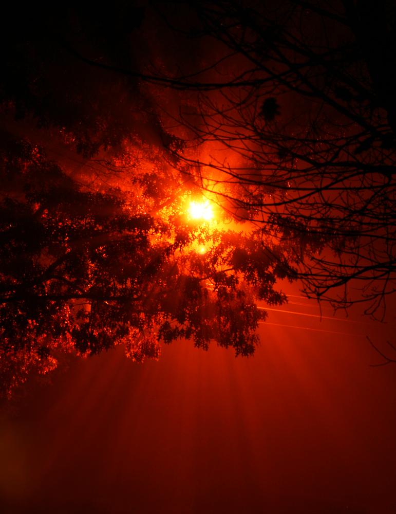 Street Light Trees II