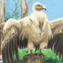 Muro Vulture