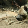 striped hyena 