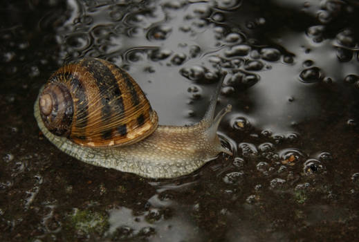 Snail