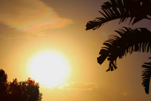 Wallpaper Sunset Palm Trees