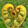 Heart Plant