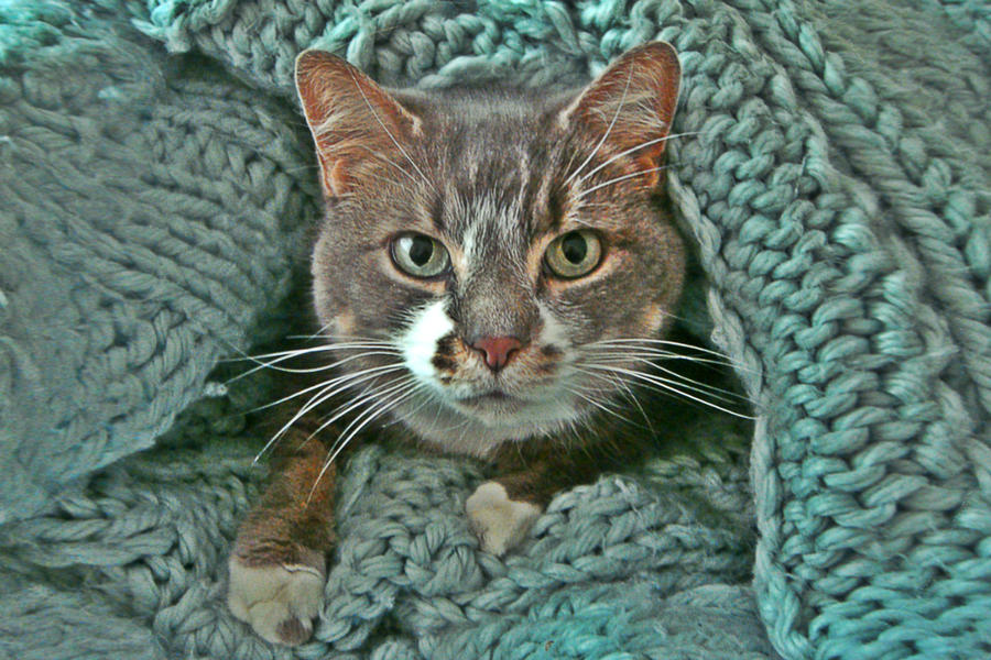 Jazz Burrowing by Nergling Jazz Burrowing by Nergling