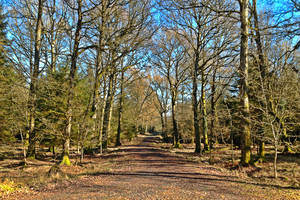 Forest Track