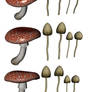 Mushrooms 3