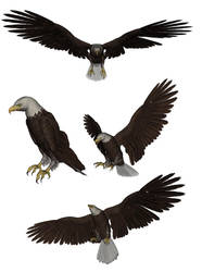 Eagle 4