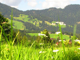 Mountain and flowers