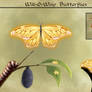 AA: Will O Wisp Butterflies