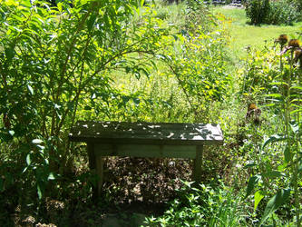 Bench in the over-grown garden