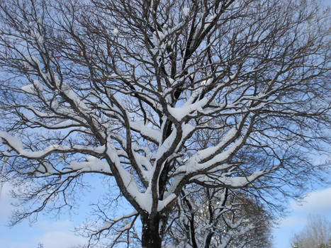 Winter Tree