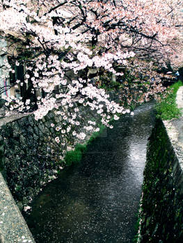 Petals on Water