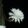 Cactus Flower 3