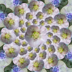 Hellebore pattern