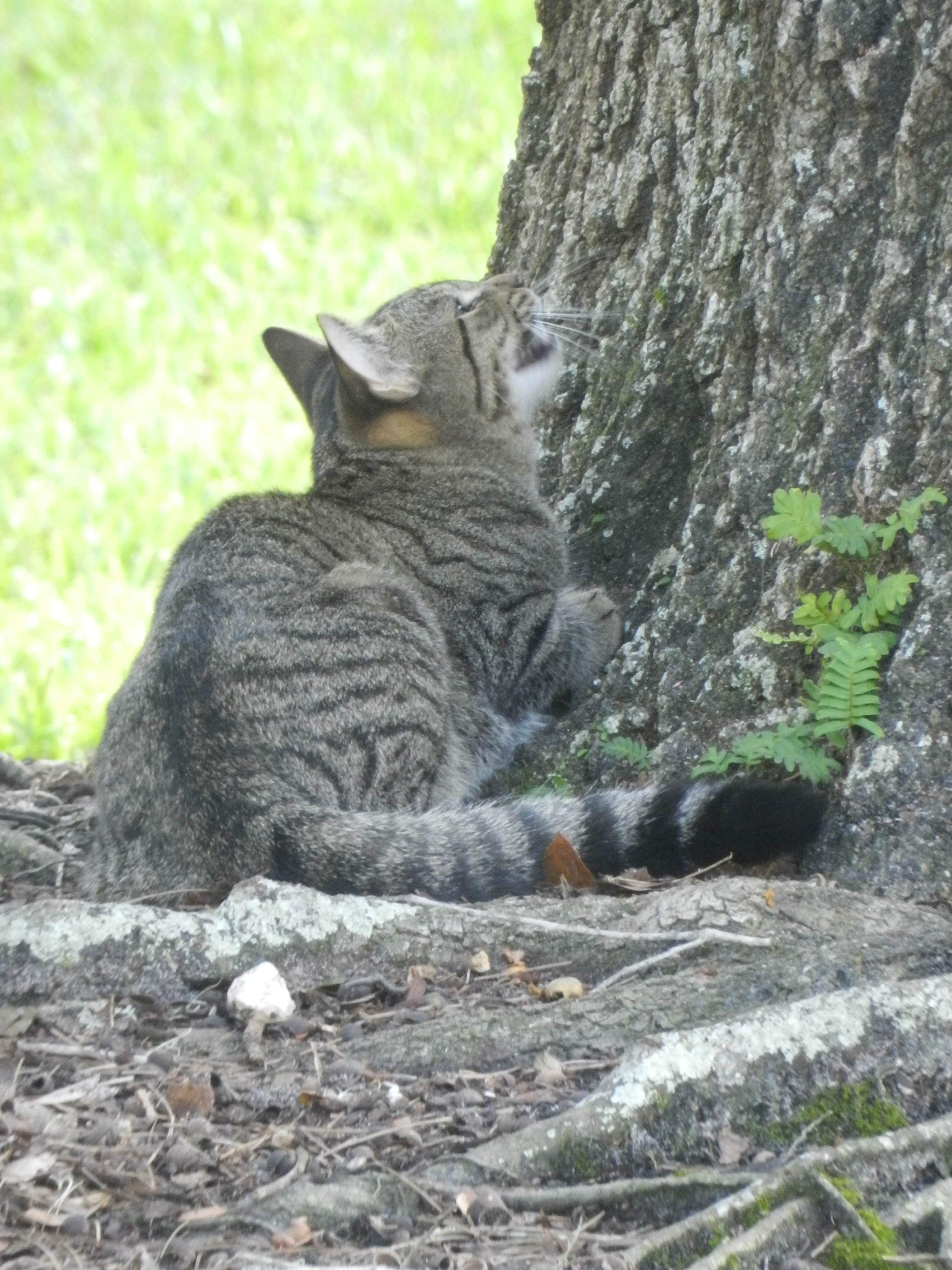 Animal Photography