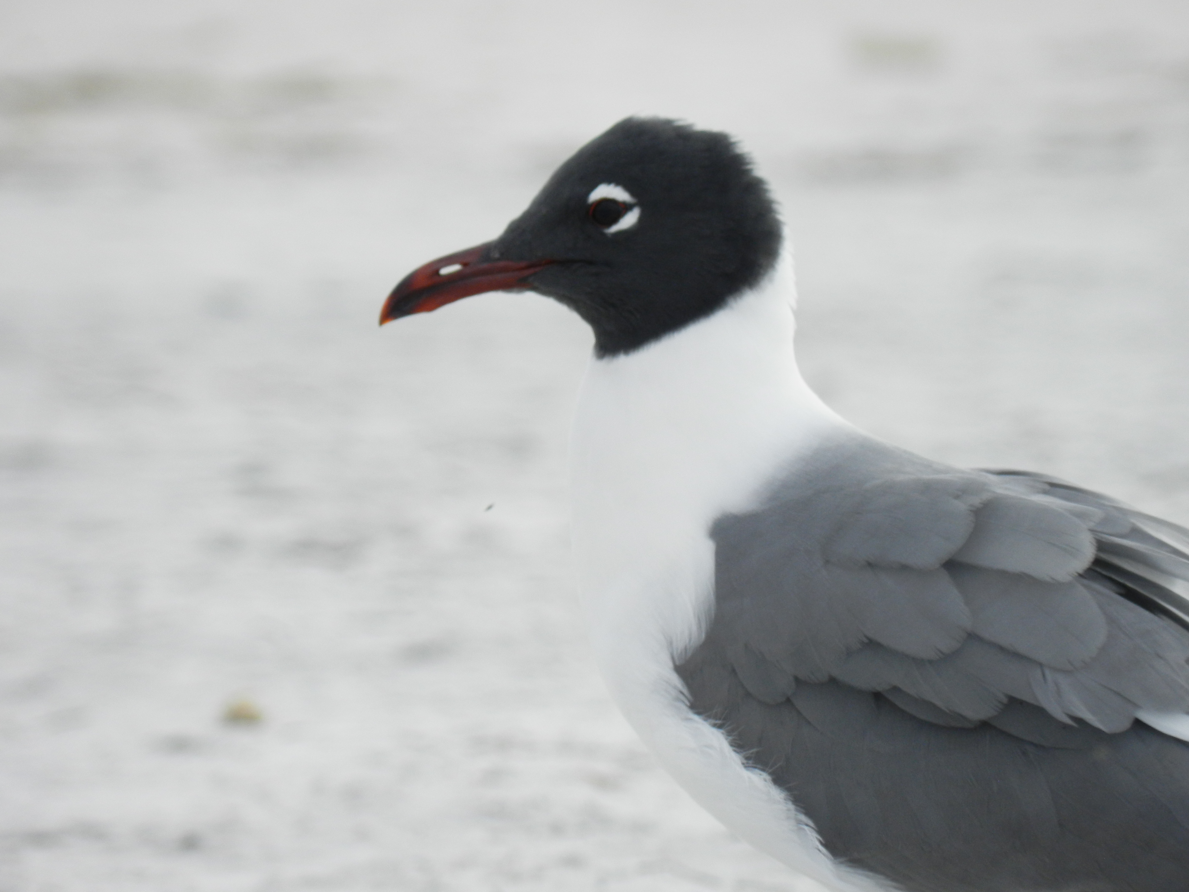 Bird Photography