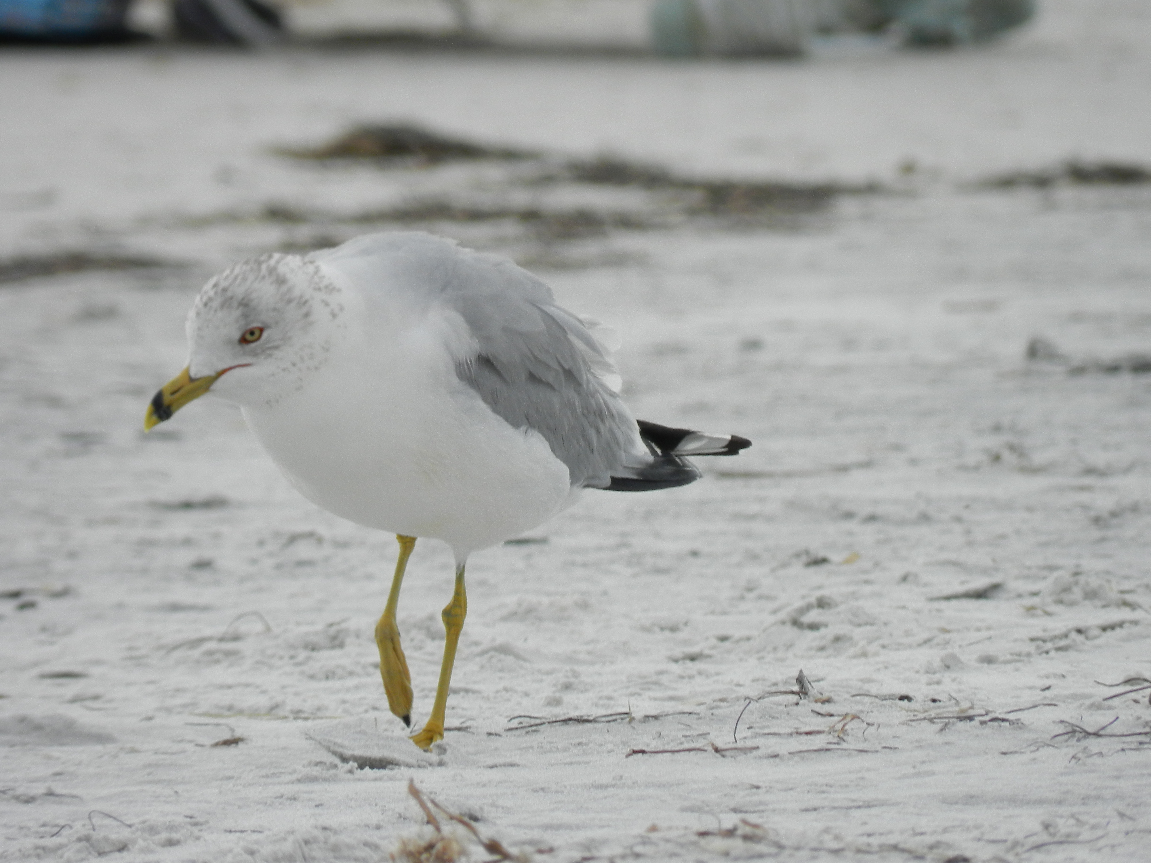 Bird Photography