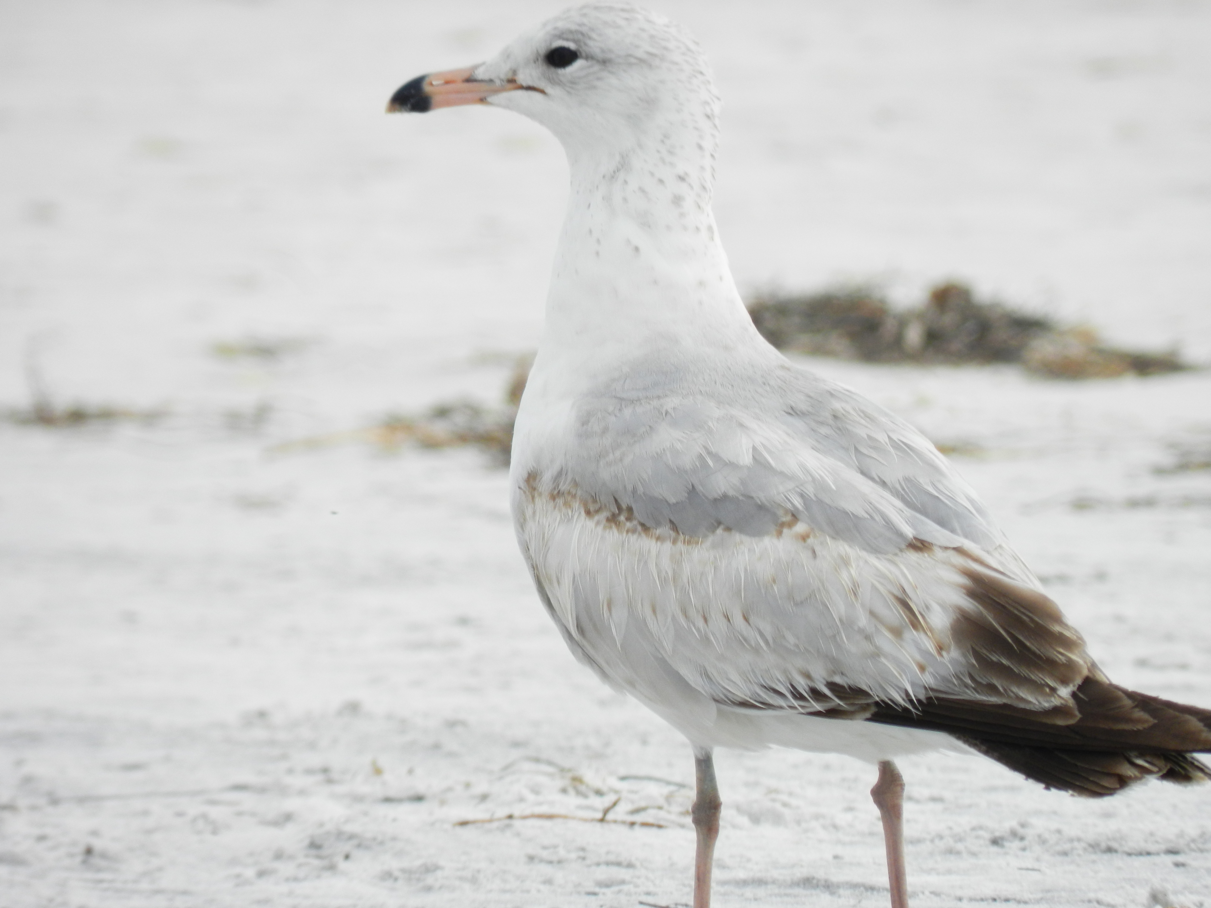 Bird Photography