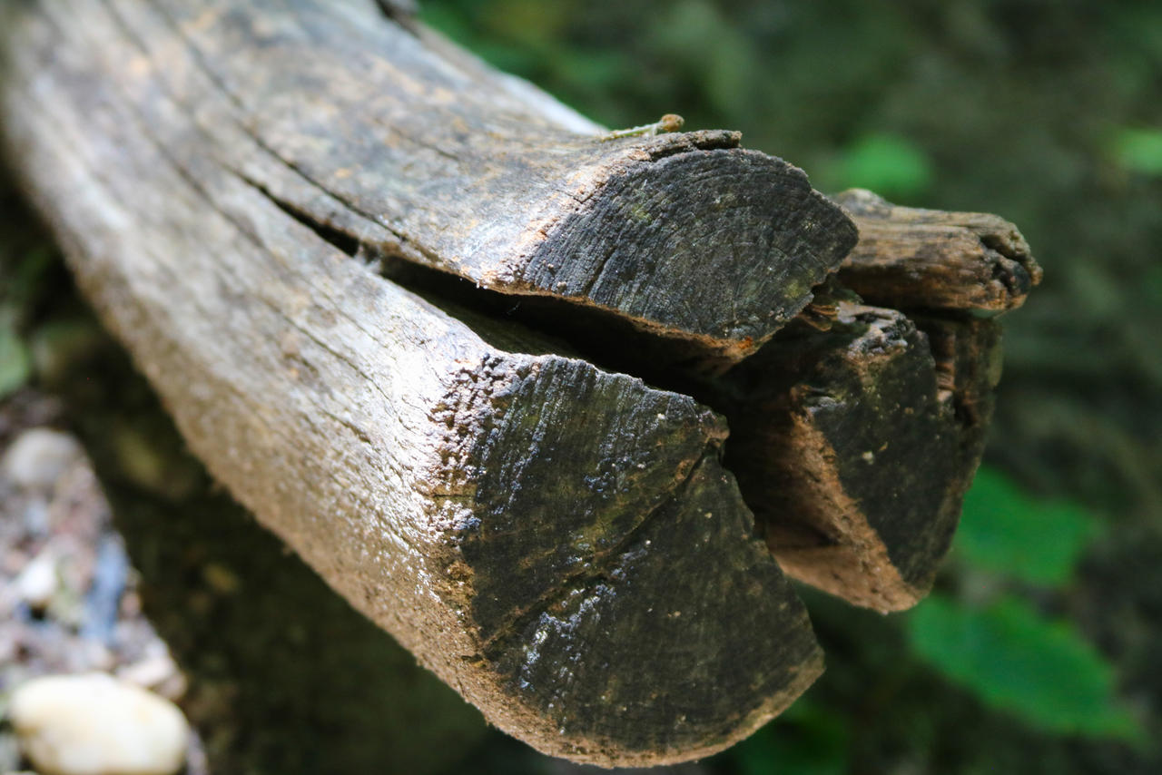 Split log by Quackarov on DeviantArt
