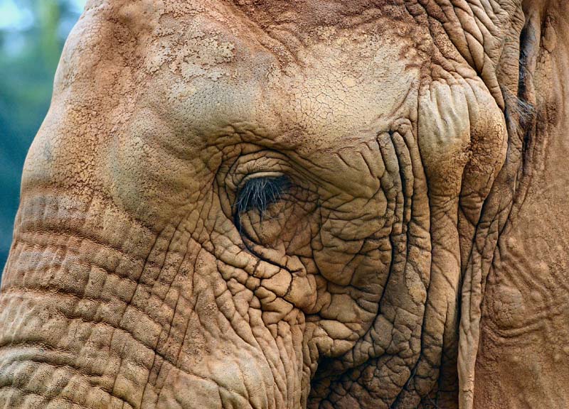 eye of elephant