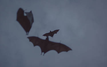 bats! bats! bats!