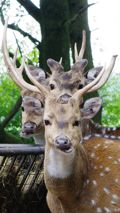 Deer cerberus